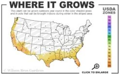 Jersey Girl Cold Hardy Eucalyptus Tree (Eucalyptus Macarthurii) - 3 Quart Pot 14 Jersey Girl Cold Hardy Eucalyptus Tree (Eucalyptus Macarthurii) - 3 Quart Pot -Garden Plants 8a 11 3