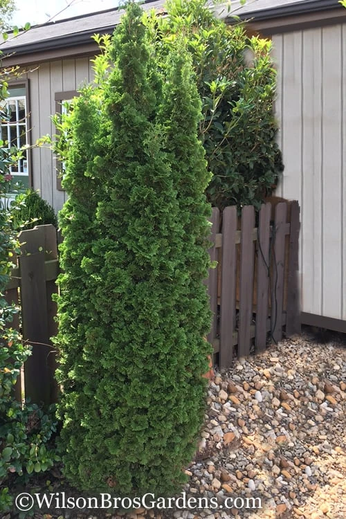 Degroots Spire Arborvitae - 1 Gallon Pot 8 Degroots Spire Arborvitae - 1 Gallon Pot - Image 6