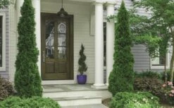 Degroots Spire Arborvitae - 1 Gallon Pot 11 Degroots Spire Arborvitae - 1 Gallon Pot -Garden Plants Arborvitae Degroots Spire 30