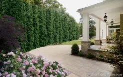 Degroots Spire Arborvitae - 1 Gallon Pot 12 Degroots Spire Arborvitae - 1 Gallon Pot -Garden Plants Arborvitae Degroots Spire 33