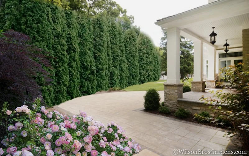 Degroots Spire Arborvitae - 1 Gallon Pot 7 Degroots Spire Arborvitae - 1 Gallon Pot - Image 5