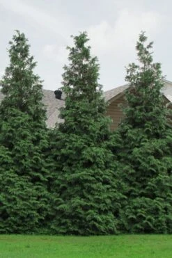 Green Giant Arborvitae - 7 Gallon Pot (3-4') 12 Green Giant Arborvitae - 7 Gallon Pot (3-4') -Garden Plants Arborvitae Green Giant 500x750 1