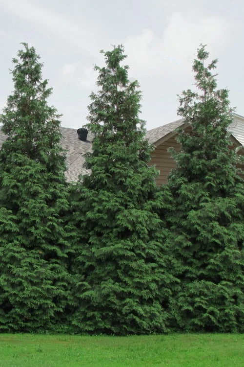 Green Giant Arborvitae - 7 Gallon Pot (3-4') 7 Green Giant Arborvitae - 7 Gallon Pot (3-4') - Image 6