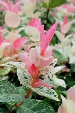 Snow N Summer Asiatic Jasmine - 15 Count Flat Of Quart Pots 13 Snow N Summer Asiatic Jasmine - 15 Count Flat Of Quart Pots -Garden Plants Asian Jasmine Snow N Summer 16