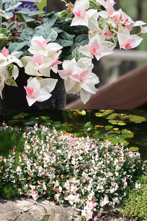Snow N Summer Asiatic Jasmine - 15 Count Flat Of Quart Pots 7 Snow N Summer Asiatic Jasmine - 15 Count Flat Of Quart Pots - Image 5