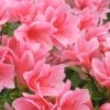 Coral Bells Azalea - 1 Gallon Pot