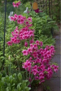 Orchid Showers Deja Bloom Azalea - 1 Gallon Pot -Garden Plants Azalea Deja Bloom Orchid Showers 5