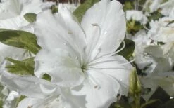 Delaware Valley White Azalea - 6 Pack Of 1 Gallon Pots -Garden Plants Azalea Delaware Valley White 2