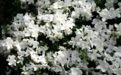 Delaware Valley White Azalea - 6 Pack Of 1 Gallon Pots -Garden Plants Azalea Deleware Valley White Bloom
