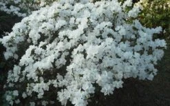 Delaware Valley White Azalea - 6 Pack Of 1 Gallon Pots -Garden Plants Azalea Deleware Valley White Landscape