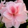 Autumn Belle Encore Azalea - 1 Gallon Pot 1 Autumn Belle Encore Azalea - 1 Gallon Pot -Garden Plants Azalea Encore Autumn Belle 20