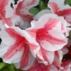 Autumn Starburst Encore Azalea - 1 Gallon Pot -Garden Plants Azalea Encore Autumn Starburst