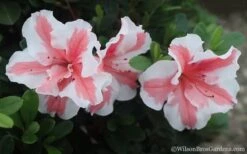 Autumn Starburst Encore Azalea - 1 Gallon Pot -Garden Plants Azalea Encore Autumn Starburst 2