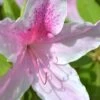George L. Taber Southern Indica Azalea - 1 Gallon Pot -Garden Plants Azalea George L Taber 500x750 1