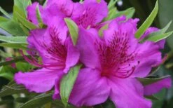 Herbert Azalea - 6 Pack Of 1 Gallon Pots 10 Herbert Azalea - 6 Pack Of 1 Gallon Pots -Garden Plants Azalea Herbert
