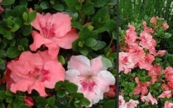 Hilda Niblett Azalea - 2 Gallon Pot 15 Hilda Niblett Azalea - 2 Gallon Pot -Garden Plants Azalea Hilda Niblet Flowers 3