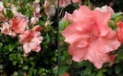 Hilda Niblett Azalea - 2 Gallon Pot 16 Hilda Niblett Azalea - 2 Gallon Pot -Garden Plants Azalea Hilda Niblet Flowers 4