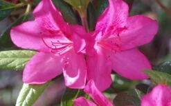 Judge Solomon Southern Indica Azalea - 1 Gallon Pot -Garden Plants Azalea Judge Solomon 50