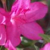 Judge Solomon Southern Indica Azalea - 1 Gallon Pot -Garden Plants Azalea Judge Solomon 500x750 1