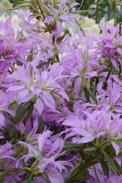 Koromo Shikibu Purple Spider Azalea - 6 Pack Of 1 Gallon Pots 9 Koromo Shikibu Purple Spider Azalea - 6 Pack Of 1 Gallon Pots -Garden Plants Azalea Koromo Shikibu 2