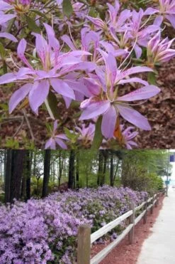 Koromo Shikibu Purple Spider Azalea - 6 Pack Of 1 Gallon Pots 8 Koromo Shikibu Purple Spider Azalea - 6 Pack Of 1 Gallon Pots -Garden Plants Azalea Koromo Shikibu 9