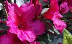 Red Formosa Azalea - 3 Gallon Pot 11 Red Formosa Azalea - 3 Gallon Pot -Garden Plants Azalea Red Formosa 1