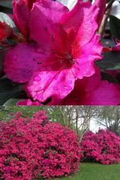 Red Formosa Azalea - 1 Gallon Pot -Garden Plants Azalea Red Formosa 1 500x750 1
