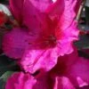 Red Formosa Azalea - 1 Gallon Pot -Garden Plants Azalea Red Formosa 5