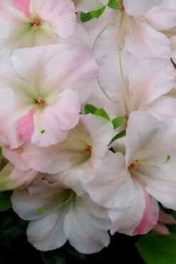 Sir Robert Dwarf Azalea - 6 Pack Of 1 Gallon Pots 11 Sir Robert Dwarf Azalea - 6 Pack Of 1 Gallon Pots -Garden Plants Azalea Sir Robert 20