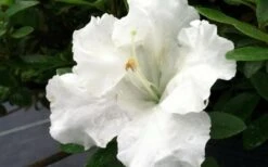 Gumpo White Dwarf Azalea - 2 Gallon Pot 9 Gumpo White Dwarf Azalea - 2 Gallon Pot -Garden Plants Azalea White Gumpo 1