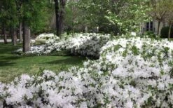 Mrs. G.G. Gerbing White Southern Indica Azalea - 1 Gallon Pot -Garden Plants Azlea GG Gerbing 2