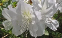 Mrs. G.G. Gerbing White Southern Indica Azalea - 1 Gallon Pot -Garden Plants Azlea GG Gerbing Flower