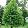 Bald Cypress Tree (Taxodium Distichum) - 1 Gallon Pot -Garden Plants Bald Cypress 1