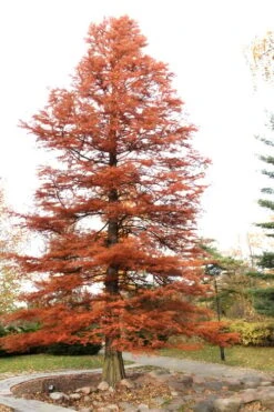 Bald Cypress Tree (Taxodium Distichum) - 1 Gallon Pot 19 Bald Cypress Tree (Taxodium Distichum) - 1 Gallon Pot -Garden Plants Bald Cypress 4
