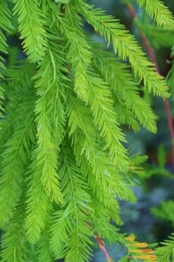 Bald Cypress Tree (Taxodium Distichum) - 1 Gallon Pot 18 Bald Cypress Tree (Taxodium Distichum) - 1 Gallon Pot -Garden Plants Bald Cypress 9
