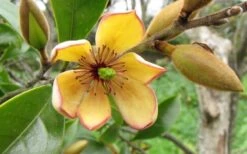 Banana Shrub - 6 Pack Of 1 Gallon Pots -Garden Plants Banana Shrub Flower Closeup