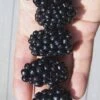 Apache Thornless Blackberry - 2 Gallon Pot -Garden Plants Blackberry Apache In hand 500x750 1