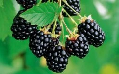 Navaho Thornless Blackberry - 1 Gallon Pot -Garden Plants Blackberry Navaho 2 1