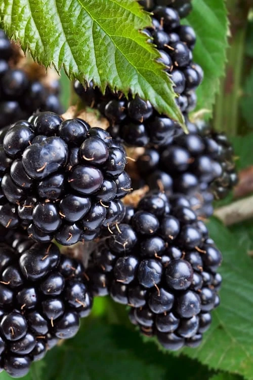 Navaho Thornless Blackberry - 6 Pack Of 1 Gallon Pots 3 Navaho Thornless Blackberry - 6 Pack Of 1 Gallon Pots