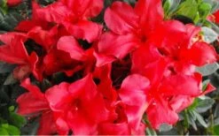 Fireside Red Bloom 'N Again Azalea - 2 Gallon Pot -Garden Plants Bloom N Again Azalea Fireside Red