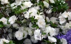 Snowball Bloom 'N Again Azalea - 6 Pack Of 1 Gallon Pots -Garden Plants Bloom N Again Azalea Snowball 2