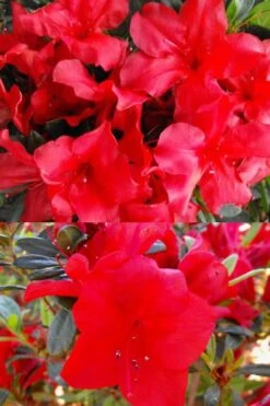 Fireside Red Bloom 'N Again Azalea - 2 Gallon Pot -Garden Plants Bloom N Again Fireside Red 1 500x750 1