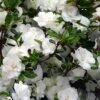 Snowball Bloom 'N Again Azalea - 1 Gallon Pot 2 Snowball Bloom 'N Again Azalea - 1 Gallon Pot -Garden Plants Bloom N Again Snowball 1 500x750 2