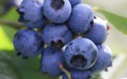 Delite Rabbiteye Blueberry - 1 Gallon Pot 9 Delite Rabbiteye Blueberry - 1 Gallon Pot -Garden Plants Blueberry Delite