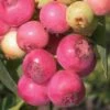 Pink Lemonade Blueberry - 1 Gallon Pot -Garden Plants Blueberry Pink Lemonade 8