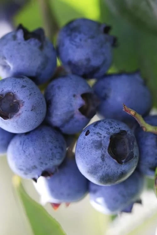 Delite Rabbiteye Blueberry - 1 Gallon Pot 3 Delite Rabbiteye Blueberry - 1 Gallon Pot