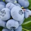 Takes The Cake Rabbiteye Blueberry Bush - 1 Gallon Pot -Garden Plants Blueberry Takes The Cake 500x750 1