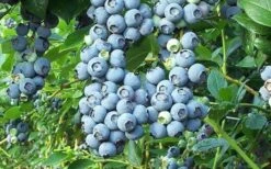 Tifblue Rabbiteye Blueberry - 7 Gallon Pot -Garden Plants Blueberry Tifblue 1