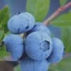 Tifblue Rabbiteye Blueberry - 7 Gallon Pot -Garden Plants Blueberry Tifblue Rev 500x750 2
