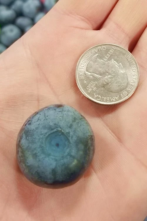 Titan Blueberry - 1 Gallon Pot 3 Titan Blueberry - 1 Gallon Pot